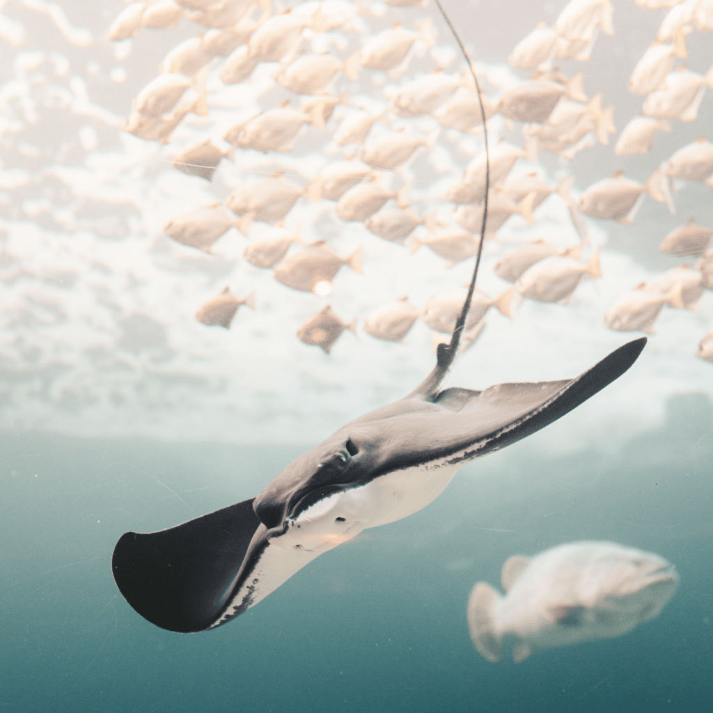 Información general de Encora talento